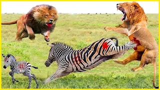 Zebra saves baby from Lion - Mother Zebra press Lion and attacks very brutal to save her baby