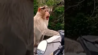 Angry #monkey Destroys Bike in #kerala #india #indian #travel #shorts #travelvlog