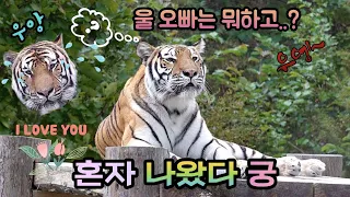 같이 나왔다가 분리💥오빠가 많이 울어서😭 궁이도 🐯😭