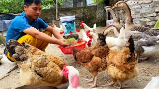 chicken breeding - left the city to return to the countryside to raise chickens - lovely chickens.