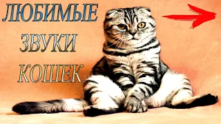 🐱 ЛЮБИМЫЕ ЗВУКИ КОШЕК 🐱 САМОЕ ЛУТШЕЕ ВИДЕО 🐱