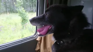 охотничья собака "Лайка" в автомобиле УАЗ. hunting dog "Laika" in an UAZ car.