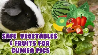 Safe Foods For Guinea Pigs
