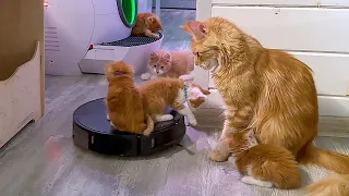A KITTEN WITH DIFFERENT EYES WAS FOUND / Maine coons ride on a robot vacuum cleaner