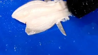 Direct Seafoods filleting tutorial: Skinning flat fish (Lemon Sole)