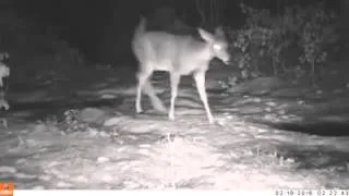 Westhampton trail cam: Porcupine, deer and coyote