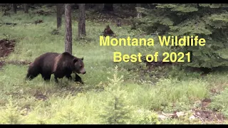 Montana Wildlife - Best of 2021