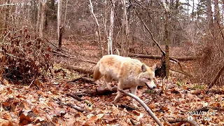 Trail camera series. Taken from 09.01.2023 to 18.01.2023 Some nice coyote/coywolf  and more :)