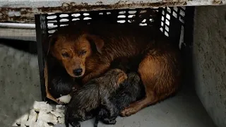 In the heavy rain, she tried to use her small body to protect her four children from the cold