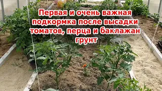 Первая подкормка после высадки томатов, перца, баклажан в теплице и открытом грунте.