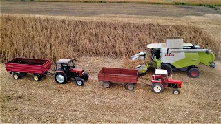 Najteža žetva kukuruza ikada?! | Claas Tucano, Belarus, Ursus, Zmaj