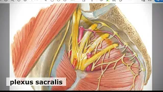 Anatomy of sacral plexus