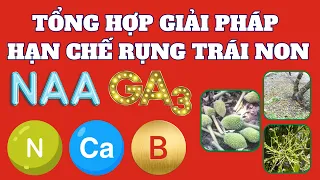 Tổng hợp giải pháp quản lý rụng trái non | Rụng sinh lý, mất cân bằng dinh dưỡng và thời tiết