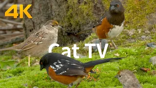 Cat TV: garden birds and pigeons for cats to watch.(4K UHD)