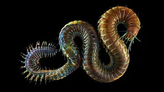Зоология беспозвоночных 9 Кольчатые черви