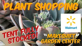 191: Plant Shopping At A Makeshift Walmart Garden Center | Tent FULLY STOCKED | Lewisville, Texas