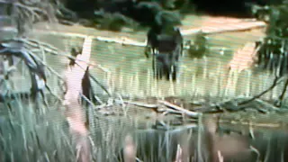 BIGFOOT VIDEO FACT/FAKE ? You decide. (9)