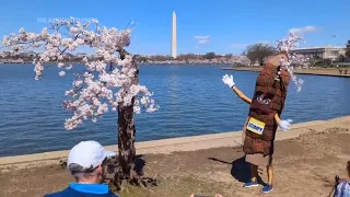 A salute to Stumpy's last full bloom. More than 100 cherry trees in Washington will be cut down