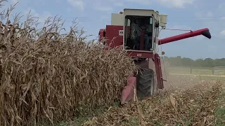 Harvesting corn with an IH 615 combine (2023)