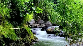 Goodbye Stress to Deep Sleep Instantly with Delightful Water Sounds in forest with bubbling calm