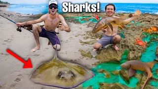 Finding AQUARIUM SHARKS In Beach Tide Pool! (Giant Stingray ATTACKS)