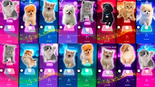 CUTE CAT &  CUTE DOG & DANCE MONKEY & WEDNESDAY &  JISOO FLOWER & SHAKIRA WAKA WAKA & JUSTIN BIEBER