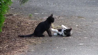 Funny Kittens play and fight - 😹 Funny Cat Videos / Смешные котята весело играют и дерутся