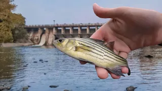 SURPRISE CATCH Below SECRET SPILLWAY Fishing For GIANTS! (Nonstop Action!) | River Fishing USA