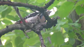 Дятел звичайний (Dendrocopos Major)