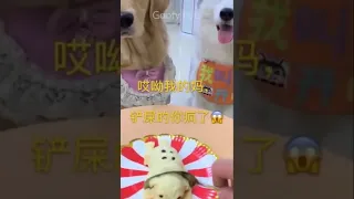 Dog Reaction to Cutting Cake - Funny Dog Cake Reaction