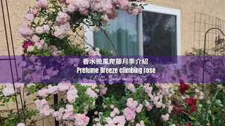 rose vlog 06072023 香水微風爬藤月季介紹， Perfume Breeze climbing rose