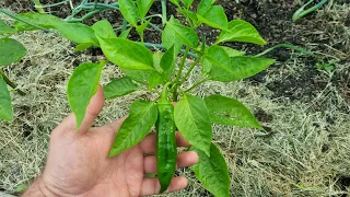 Paradicsom, paprika táplálása - hiánybetegségek megelőzése