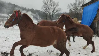 Коні Ваговози. Усіх вітаю🎉🎊🎉🎊 З прийдешнім Новим роком.. Гарного Перегляду..