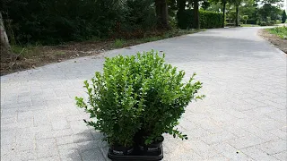 Topbuxus Buxus growing process animation