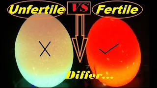 How to check if an egg is Fertile or Infertile || Candle Light Test For Fertile And infertile Eggs