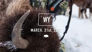 Wyoming Bison 🦬 Tags Deadline March 31st, 2022 | Worldwide Trophy Adventures Tags