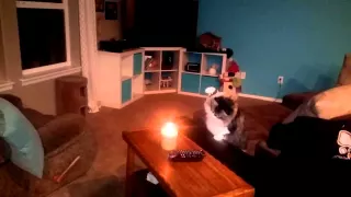 Cat vs. Candle