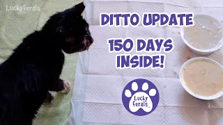 Ditto Update 150 Days Inside - Improvements And Worms - Lucky Ferals S5 E23