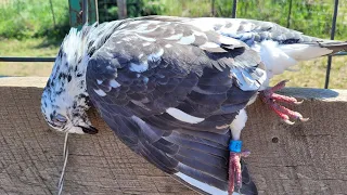I SHOT MY FIRST BANDED PIGEON!! 39 Bird Smackdown!