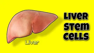 Liver stem cells ! Repairing Of liver ! #medical #liver