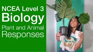 Plant and Animal Responses | NCEA Level 3 Biology Strategy Video | StudyTime NZ