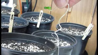 Planting More Seedlings - Spring Marijuana Outdoor Flowering Update
