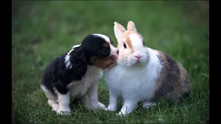 Puppy Meets Giant Rabbit for the First Time | Cute Bunny and Dog Funny Moments 2023