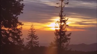 Sequoia National Park. Секвойи, одни из древнейших деревьев на Земле.