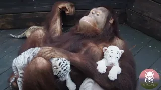 Orangutan Adopts 4 Tiger Cubs