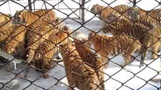 Young Siberian tiger fends off 20 adults: Brave fella!! (Harbin, China - Siberian Tiger Park)