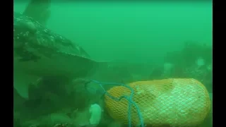 Huge Halibut Bites Chum Bag! Underwater Footage While Fishing Halibut in Alaska