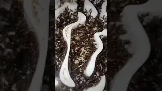 My Biggest Pet Ant Colony Have Too Much Space! - Messor Barbarus