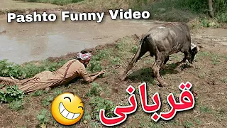 Da Musfaru Akhtar Vs Da Kali Akhtar || EId Al-adha Pashto Funny Video | BPV Star | bakra eid 2023 ||