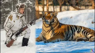 Тигрица спасла раненного охотника в тайге – ведь он спас её тигренка